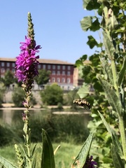 Anthidium florentinum