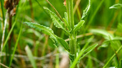 Pedicularis crenulata