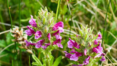 Pedicularis crenulata