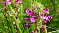 Pedicularis crenulata