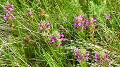 Pedicularis crenulata