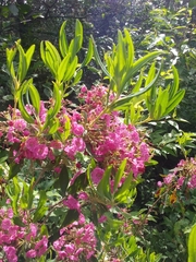 Kalmia polifolia