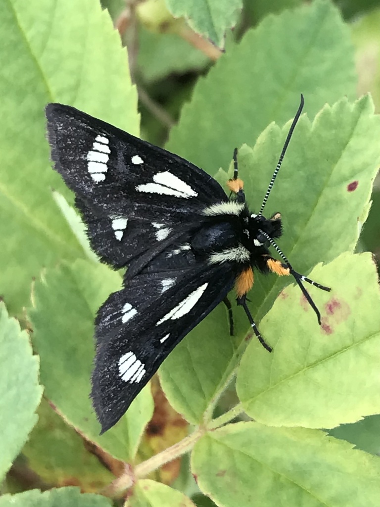MacCulloch's Forester Moth