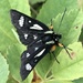 Macculloch's Forester Moth - Photo (c) galliumsphinx, some rights reserved (CC BY-NC), uploaded by galliumsphinx