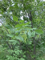 Fraxinus pennsylvanica