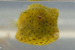 Acanthostracion quadricornis