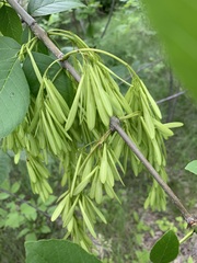 Fraxinus pennsylvanica