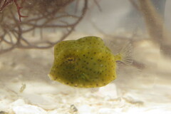 Acanthostracion quadricornis