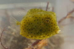 Acanthostracion quadricornis