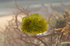 Acanthostracion quadricornis