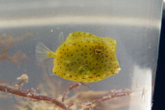 Acanthostracion quadricornis