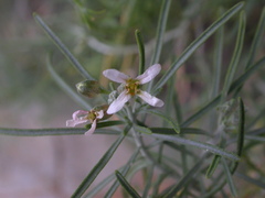 Parolinia glabriuscula