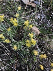 Hamadryas magellanica