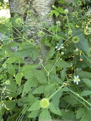 Geum canadense