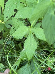 Geum canadense