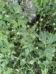 Geum canadense