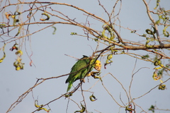 Amazona oratrix tresmariae