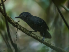 Thamnophilus aethiops