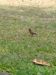 Acridotheres tristis