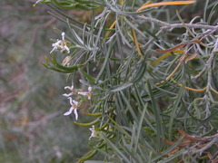 Parolinia glabriuscula