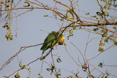 Amazona oratrix tresmariae