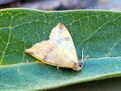 Choristostigma plumbosignalis