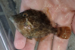 Stephanolepis hispida