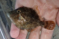 Stephanolepis hispida