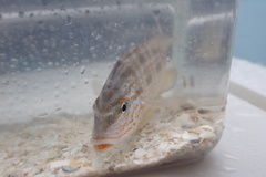 Orthopristis chrysoptera