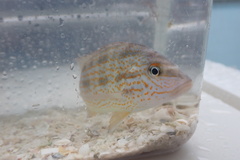 Orthopristis chrysoptera