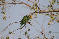 Amazona oratrix tresmariae