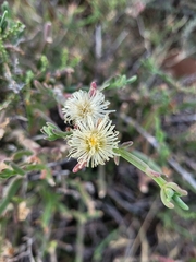 Mesembryanthemum junceum