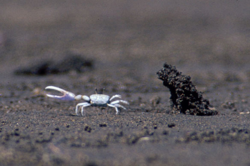 Dancing Fiddler Crab