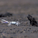 Dancing Fiddler Crab - Photo (c) Michael Rosenberg, some rights reserved (CC BY-NC)