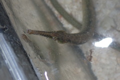 Syngnathus floridae