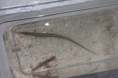 Syngnathus floridae
