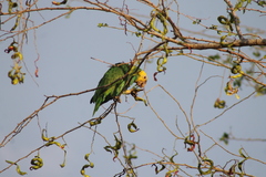Amazona oratrix tresmariae