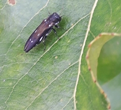 Agrilus ater