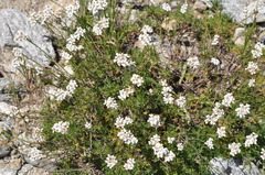Achillea erba-rotta