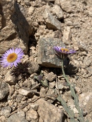 Erigeron breweri jacinteus