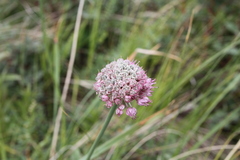 Allium amphibolum