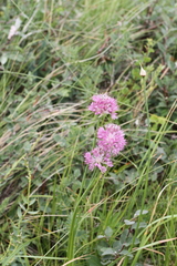 Allium amphibolum