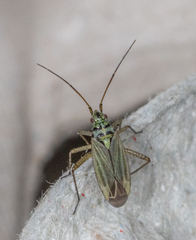 Oncotylus viridiflavus