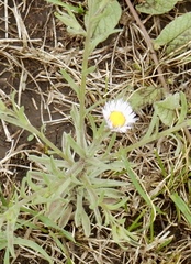 Erigeron rybius