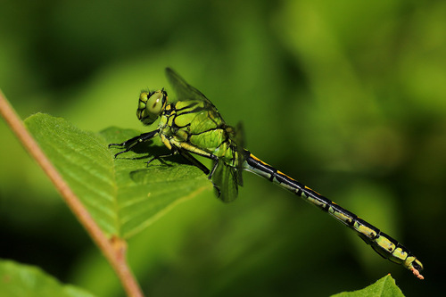 Pleištinė skėtė nuotrauka