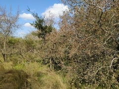 Combretum hereroense