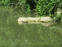 Gallinula chloropus chloropus