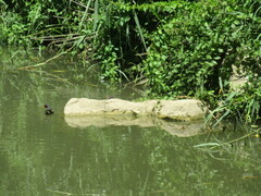 Gallinula chloropus chloropus