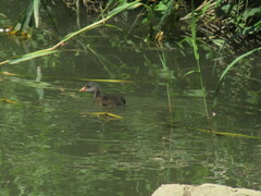 Gallinula chloropus chloropus