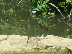 Gallinula chloropus chloropus